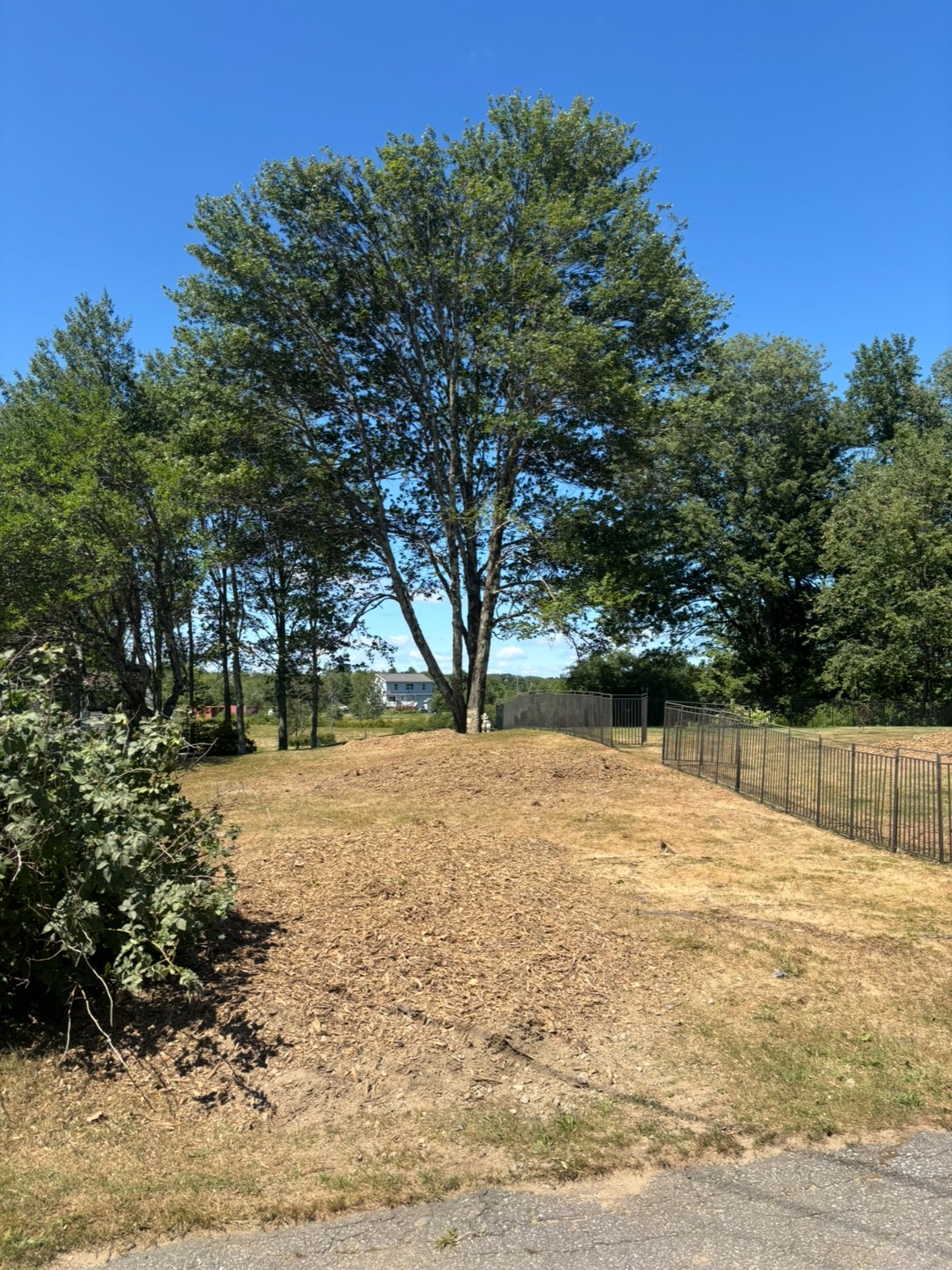 Same yard after grinding, ground flush and mulched