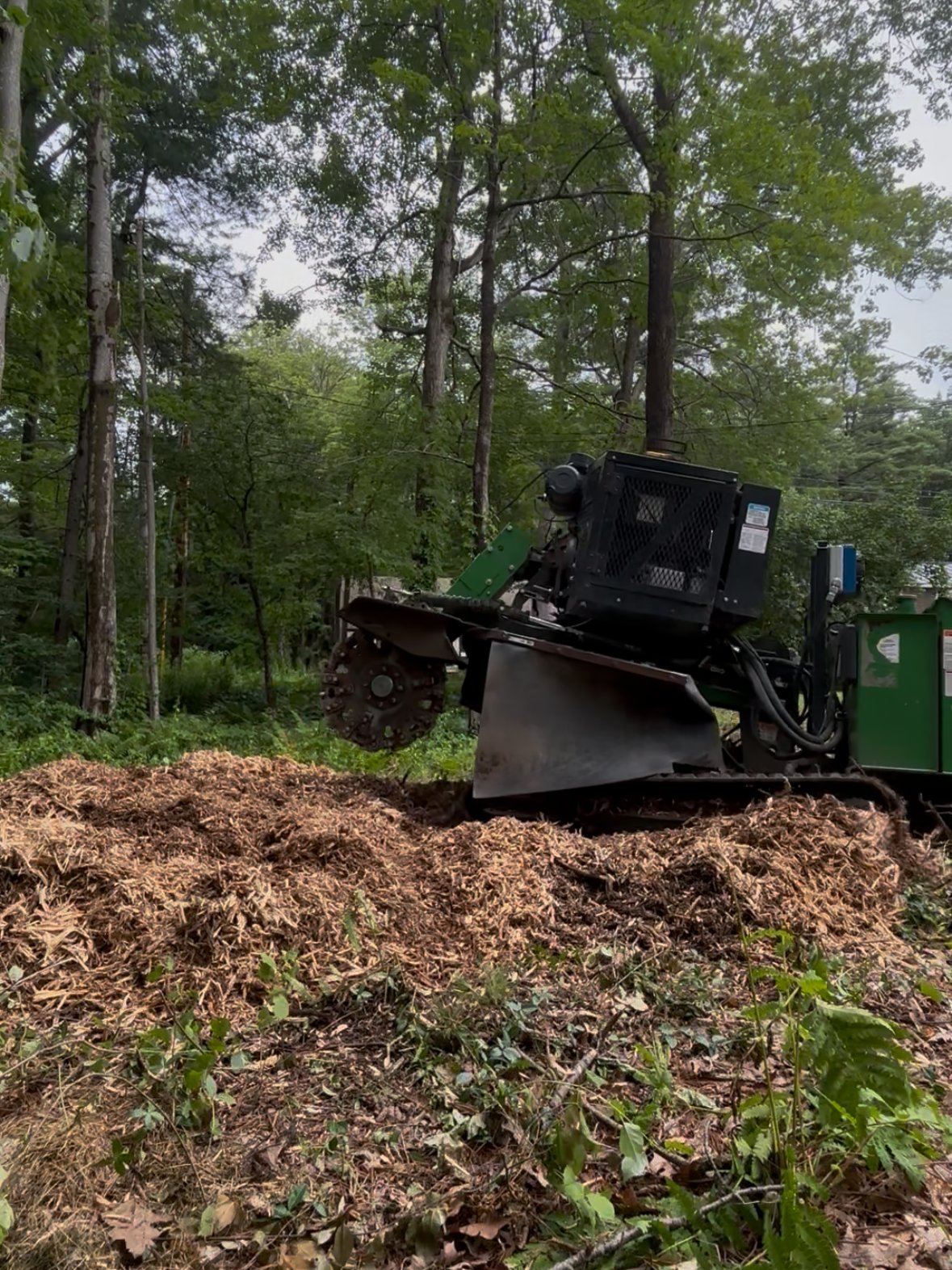 Same stump ground down to a large pile of mulch
