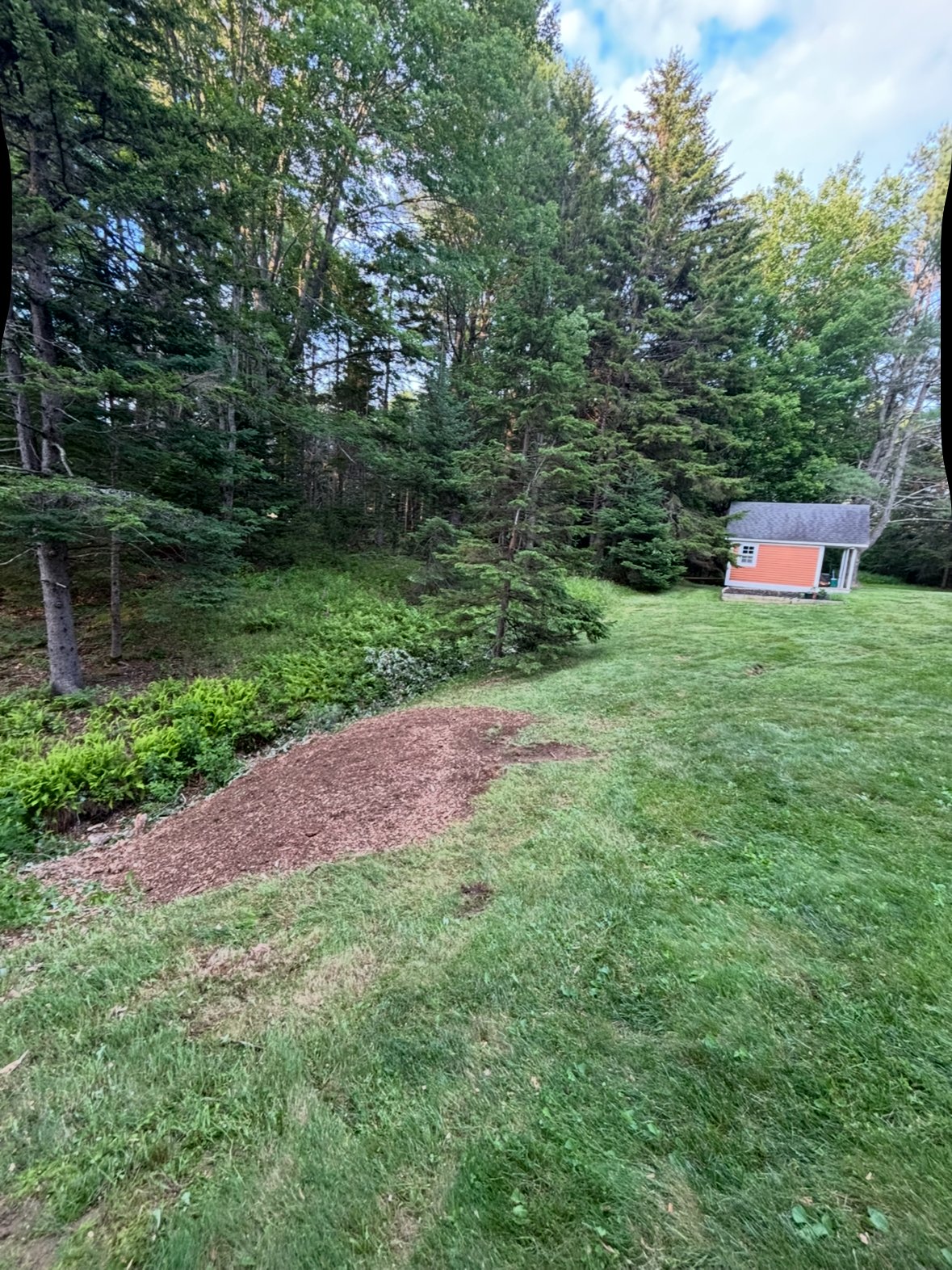 Same yard after grinding, mulch pile left where the stump was