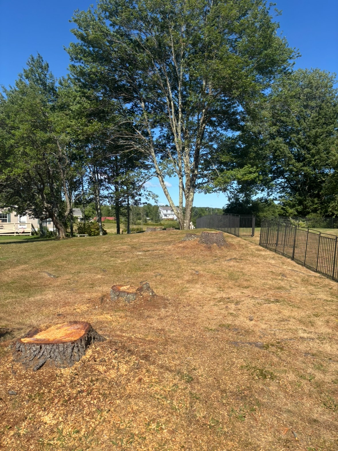 Multiple raw stumps before grinding