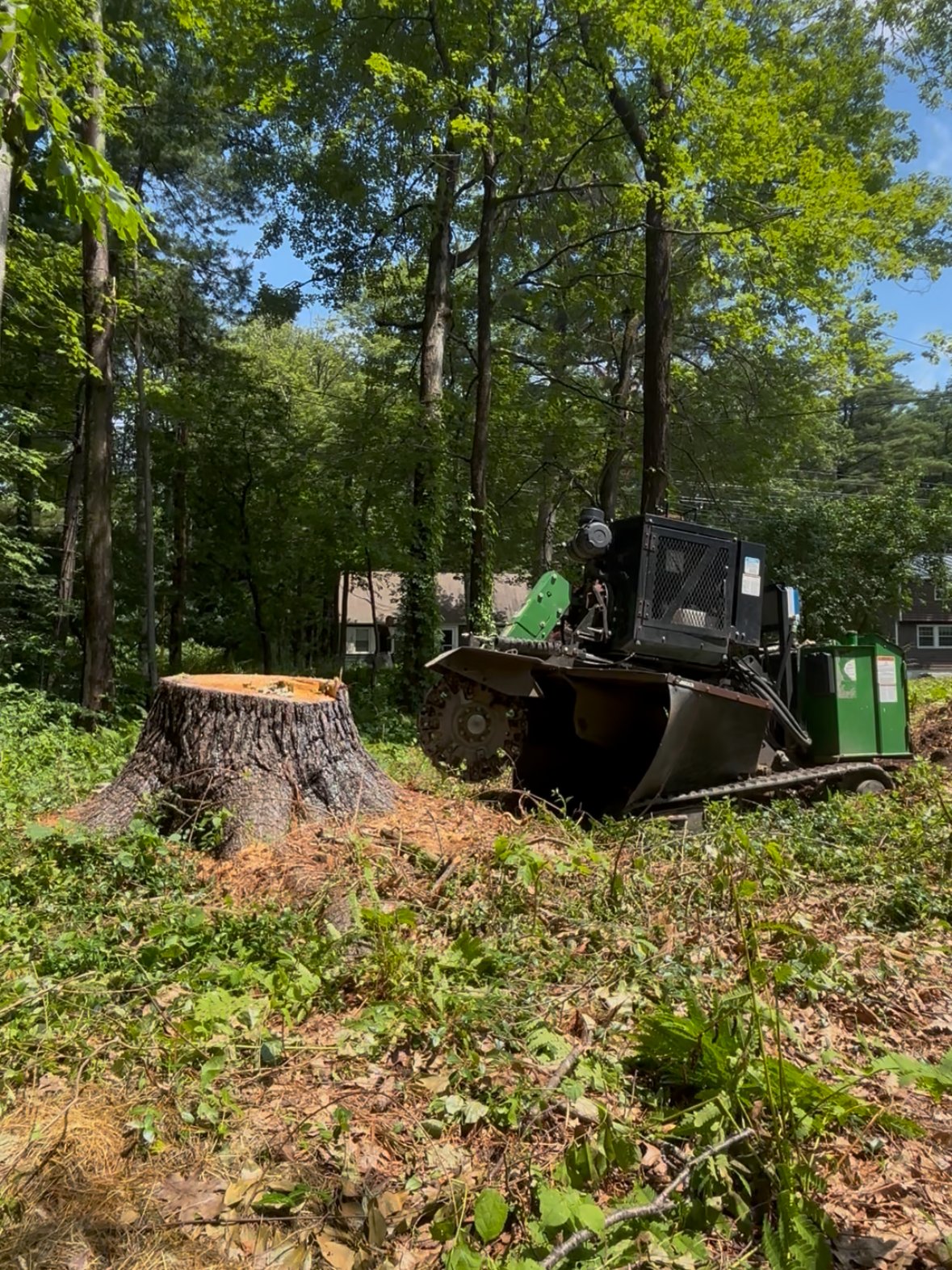 Large trailside stump before grinding, machine rolling in
